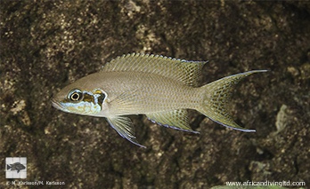 Neolamprologus brichardi 'Popo Rocks'